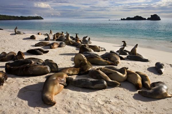 A Living Laboratory of Evolution: Unveiling the Unparalleled Biodiversity of the Galápagos Islands