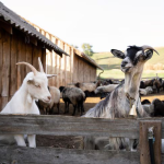 Joint Supplements for Goats