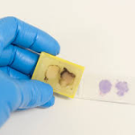 Why Normal FFPE Tissue Samples Are Essential for Reliable Histological Analysis