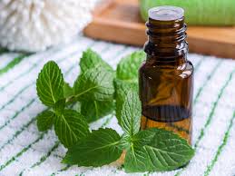 Mentha Oil Rate Today: Best Strategies for Commodity Traders